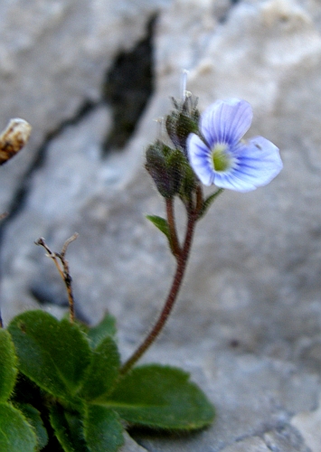 Veronica aphylla / Veronica minore